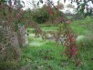 Le fusain d'Europe, ou "Bonnet d'évèque", habitant privilégié des haies champêtres, a toute sa place au jardin