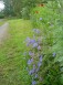 Geranium vivaces au bord de la pelouse