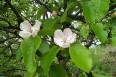 Sobriété des fleurs des arbres fruitiers