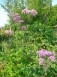 Finesse des feuillages et des floraisons de certaines vivaces